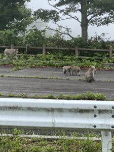竜泊ラインで遭遇した猿の群れ